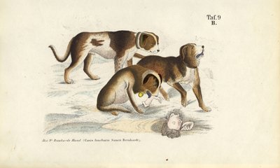 Bernhardinerhunde bei der Rettung von J. W. Tenhaeff