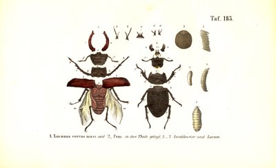 Hirschkäfer mit Anatomie und Entwicklungsstadien von J. W. Tenhaeff