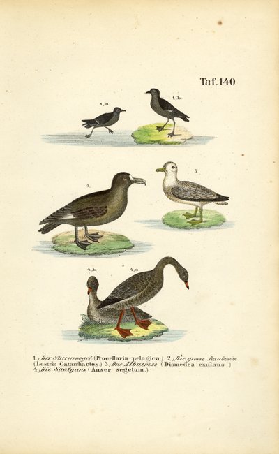 Sturmschwalbe, Große Raubmöwe, Albatros und Saatgans von J. W. Tenhaeff