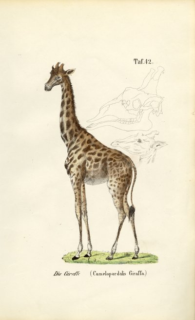 Die Giraffe von J. W. Tenhaeff