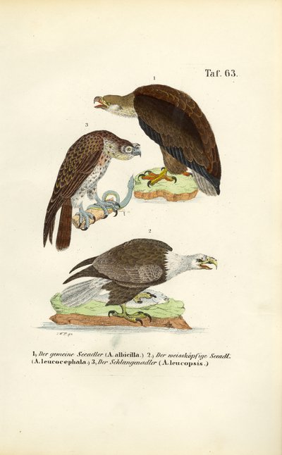 Drei Seeadlerarten von J. W. Tenhaeff