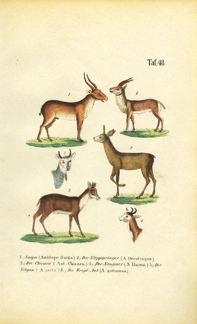 Verschiedene Antilopenarten von J. W. Tenhaeff