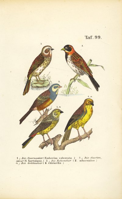 Verschiedene Ammernarten von J. W. Tenhaeff