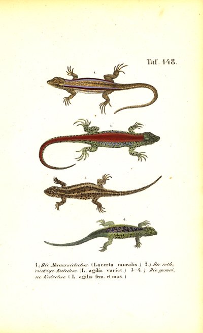 Verschiedene europäische Eidechsenarten von J. W. Tenhaeff