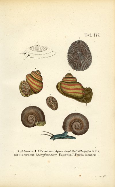 Verschiedene Süßwasser- und Napfschnecken von J. W. Tenhaeff