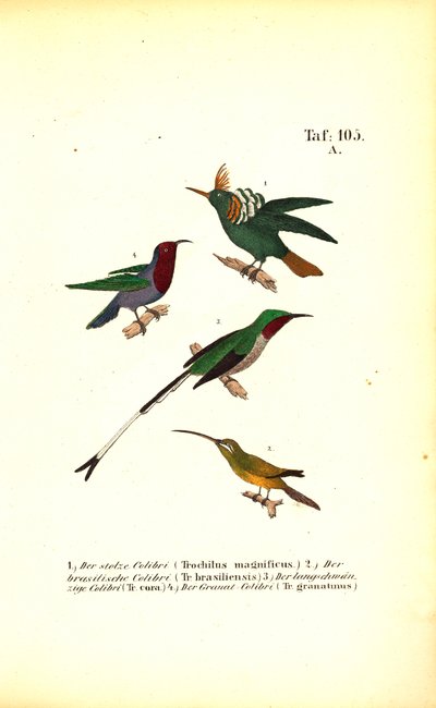 Verschiedene Kolibriarten von J. W. Tenhaeff