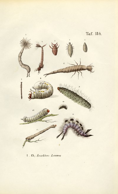 Verschiedene Insektenlarven und ihre Morphologie von J. W. Tenhaeff