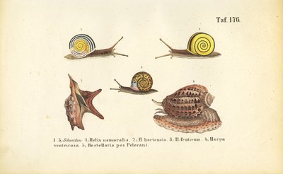 Verschiedene Land- und Meeresschnecken von J. W. Tenhaeff