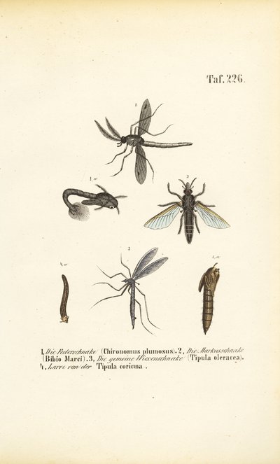 Verschiedene Mücken und Moskitos mit ihren Entwicklungsstadien von J. W. Tenhaeff