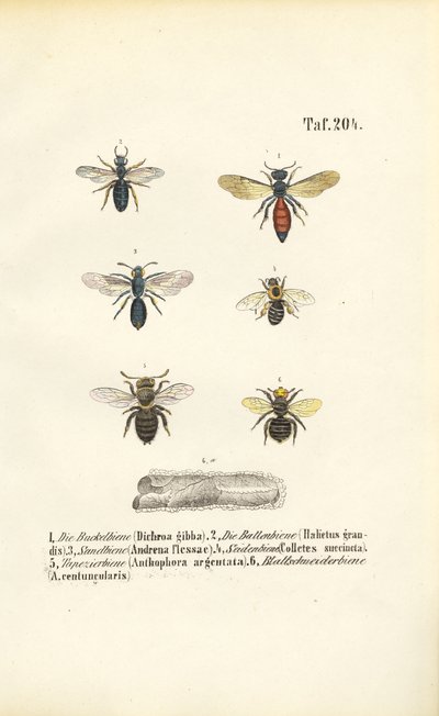 Verschiedene Wildbienenarten Mitteleuropas von J. W. Tenhaeff
