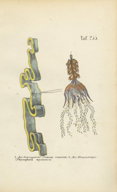 Venusgürtel und Wasserschlauch von J. W. Tenhaeff