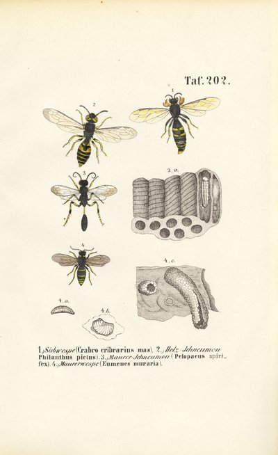 Wespen und ihre Nestkonstruktionen von J. W. Tenhaeff