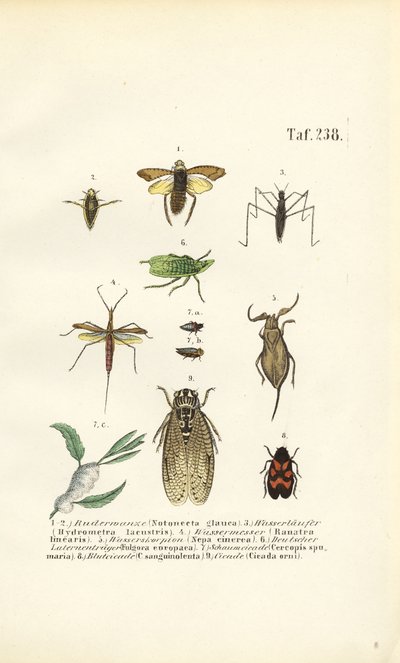 Wasserwanzen und andere Insekten von J. W. Tenhaeff