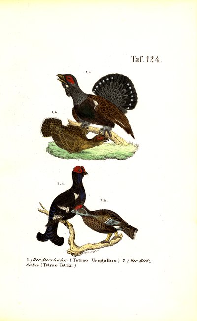 Auerhahn und Birkhuhn von J. W. Tenhaeff