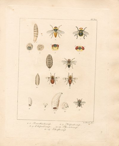 Verschiedene Fliegenarten und ihre Entwicklungsstadien (handkolorierte Kupferstichgravur) von Jacob Sturm