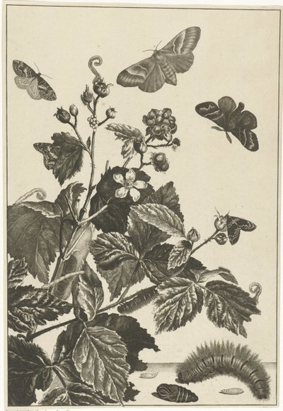 Wilde Rose mit Raupen und Schmetterlingen von Jacob l