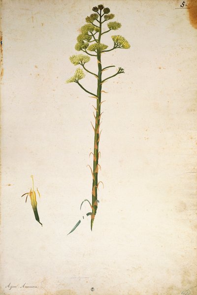 Jahrhundertpflanzenblume (Agave americana) von Jacopo Ligozzi von Jacopo Ligozzi