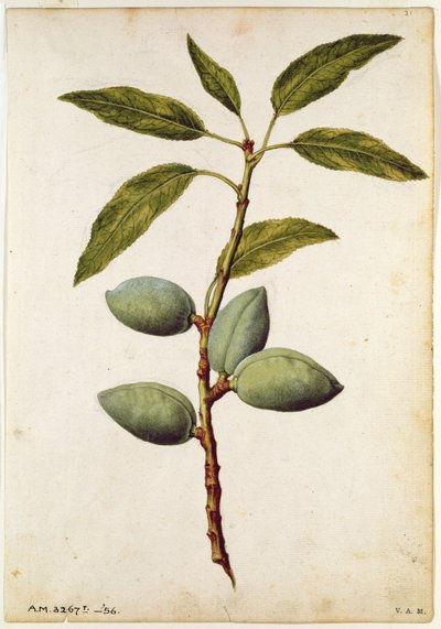 Mandel: Amygdalus communis, um 1568, von J.le Moyne de Morgue (um 1530-88) von Jacques (1533-88) Le Moyne