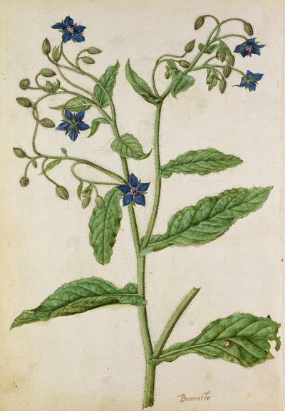 Borretsch: Borago officinalis, um 1568, von J.le Moyne de Morgue (um 1530-88) von Jacques (1533-88) Le Moyne