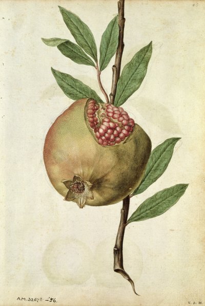 Granatapfel: Punica granatum, um 1568, von J.le Moyne de Morgues (um 1530-88) von Jacques (1533-88) Le Moyne