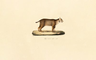 Erwachsener Rotluchs von Jacques Christophe Werner