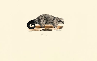 Afrikanisches Borstenhörnchen von Jacques Christophe Werner