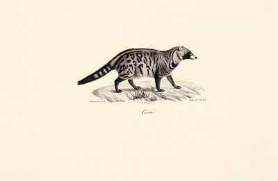 Afrikanische Zibetkatze (Civettictis civetta) von Jacques Christophe Werner