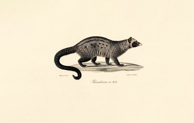 Afrikanische Zibetkatze von Jacques Christophe Werner