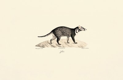 Afrikanische Zibetkatze von Jacques Christophe Werner