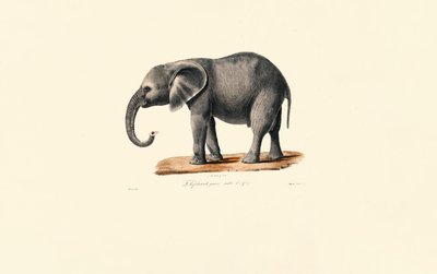 Afrikanischer Elefant (Jungtier) von Jacques Christophe Werner