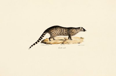 Afrikanische Ginsterkatze von Jacques Christophe Werner