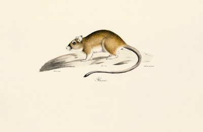 Afrikanische Rennmaus von Jacques Christophe Werner