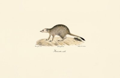 Afrikanischer Mungo (Männlich) von Jacques Christophe Werner