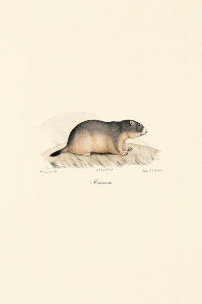 Alpenmurmeltier von Jacques Christophe Werner