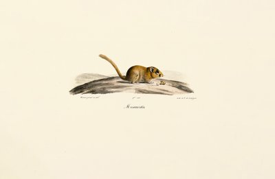 Amerikanische Hirschmaus von Jacques Christophe Werner