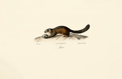 Amerikanischer Marder von Jacques Christophe Werner