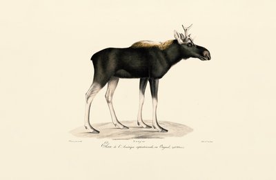 Amerikanischer Elch (Alces americanus) von Jacques Christophe Werner