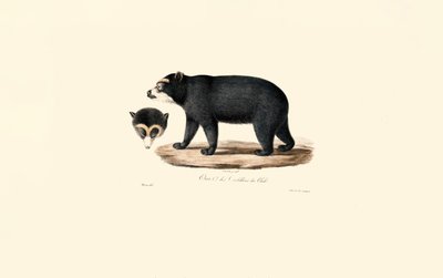 Anden-Brillenbär (Chilenischer Andenbär) von Jacques Christophe Werner