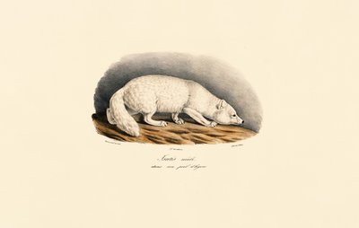 Arktischer Fuchs im Winterfell von Jacques Christophe Werner