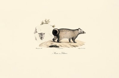 Asiatische Palmenzibetkatze von Jacques Christophe Werner