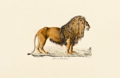 Berberlöwe im Profil von Jacques Christophe Werner
