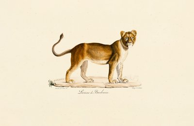 Berberlöwin im Profil von Jacques Christophe Werner