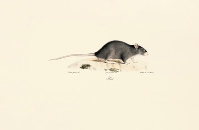 Schwarze Ratte von Jacques Christophe Werner