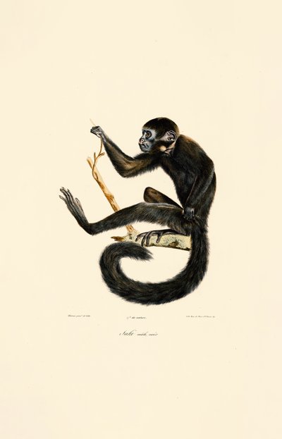 Schwarzer Spinnenaffe (männlich) von Jacques Christophe Werner