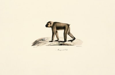 Hutaffen von Jacques Christophe Werner