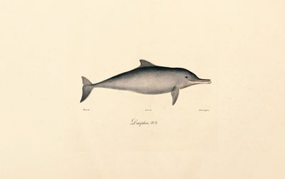Großer Tümmler von Jacques Christophe Werner