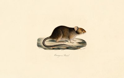Brasilianische Stachelratte von Jacques Christophe Werner