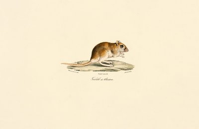 Buschschwanz-Rennmaus von Jacques Christophe Werner