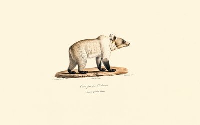 Kantabrischer Braunbär von Jacques Christophe Werner