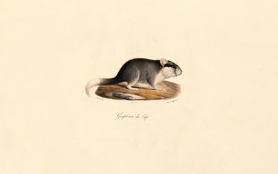 Kap-Schlafmaus von Jacques Christophe Werner